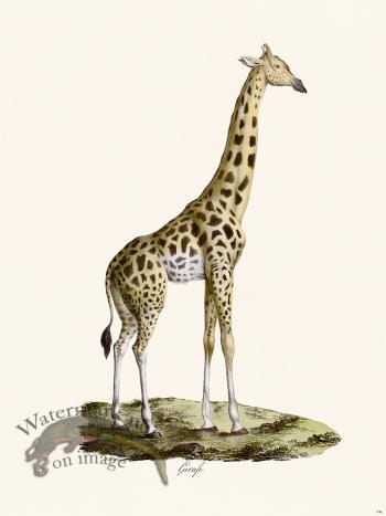 Cuvier 074c Male Giraffe